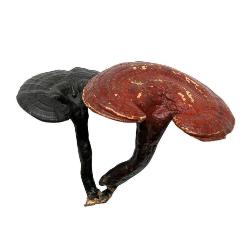 Экстракт грибов рейши, полисахариды, 35% УФ