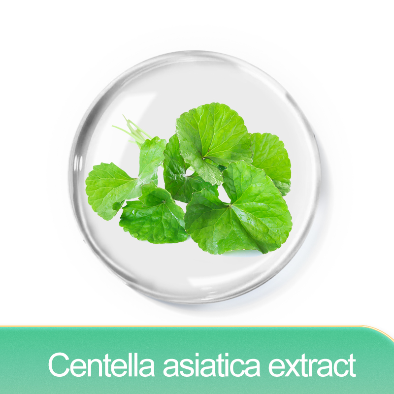 Cosmético Gotu Kola Powder Centella Asiatica Extract