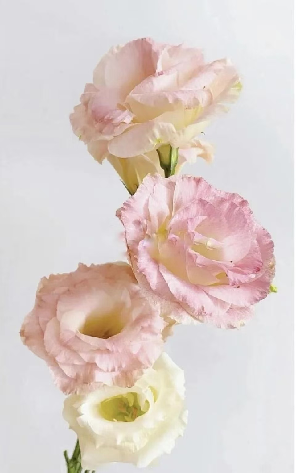Champagne Lisianthus