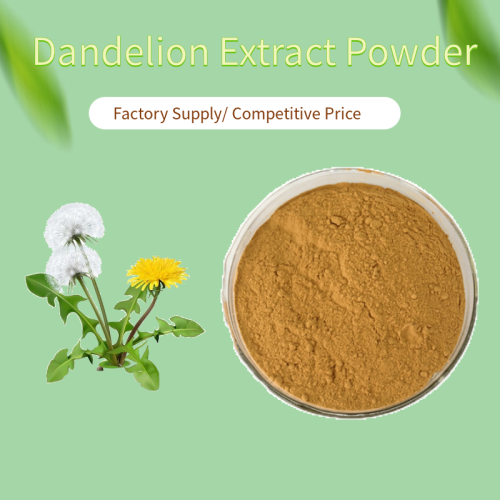 Extracto de hierbas Dandelion Extract Powder
