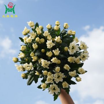 Romantic Multi-Color Spray Mums Flowers