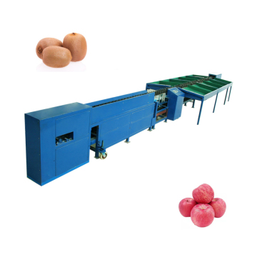 High Speed Digital Weight Sorting Machine for Stainless Steel 304 Tomato Grading and Packing
