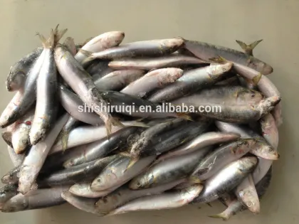 Frozen Fresh Sardines, Pilchard, High Quality NEW ARRIVAL