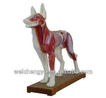 Acupuncture Model For Dog