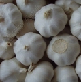 White Organic Garlics Wholesale