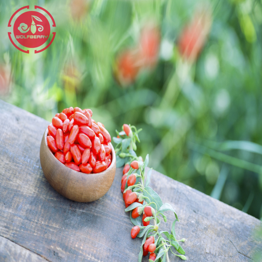 Rasa Berkualiti Tinggi Goji Berries racun perosak yang sangat rendah