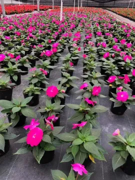 Woven Fabric for Gardening/Fruit Tree Planting