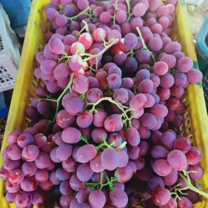 Fresh Seedless Red Grape Red Globe Grape