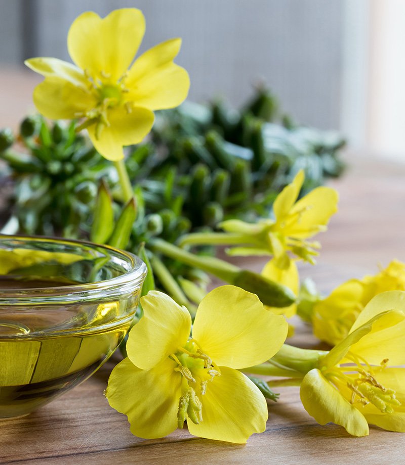 High quality evening primrose oil price in bulk