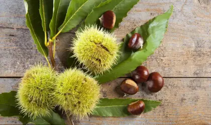 The best quality fresh chestnut