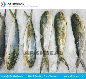 MAHI  MAHI - CORYPHAENA HIPPURUS  SEAFOOD