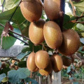 2021 new crop high niutrition fresh kiwi fruit