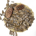 Roasted and Caramel Sunflower Seeds for Exporting