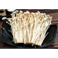 Natural Mushroom Flammulina Velutipes Extract Enoki Organic Extract