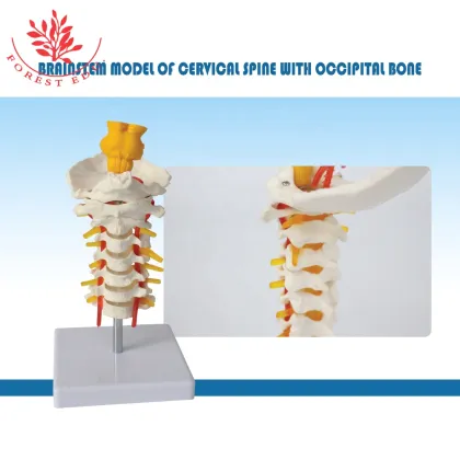 Medical Education and Clinical Pathology Teaching Demonstrations: Human Brain Stem and Cervical Models