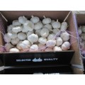 2020 Pure White Garlic Best Quality