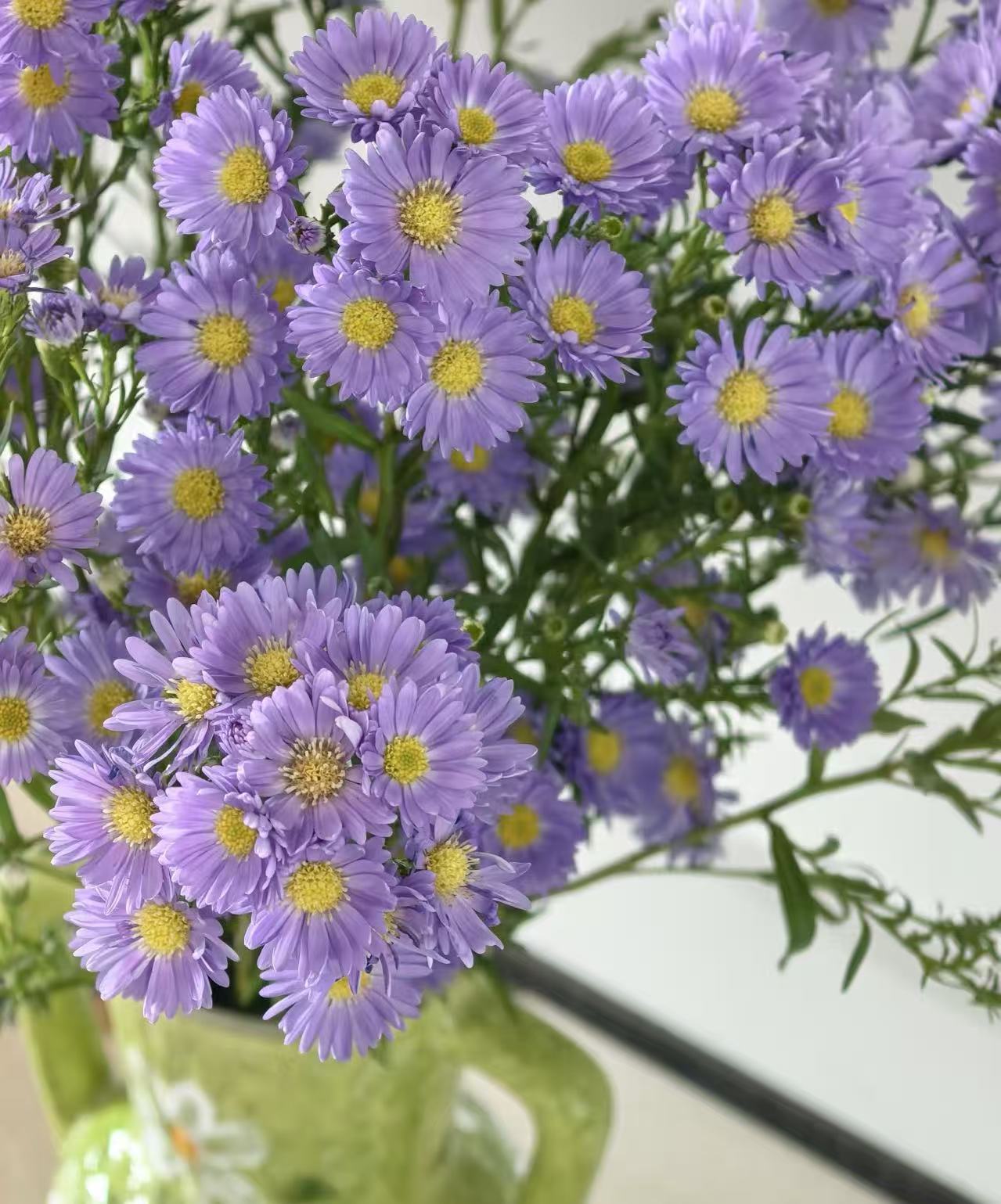 Multi-branched Aster chrysanthemum5