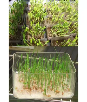 Bean Sprouts Growing Tray Seed Seedling Starter Dish