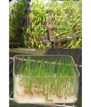 ABS Injection molding box Seed germination/sprouting box