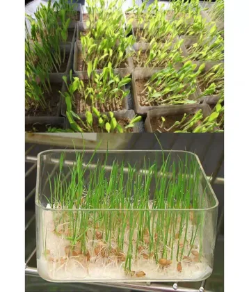 Bean Sprouts Growing Tray Seed Seedling Starter Dish