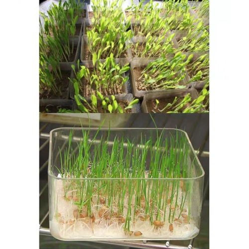 Bean Sprouts Growing Tray Seed Seedling Starter Dish