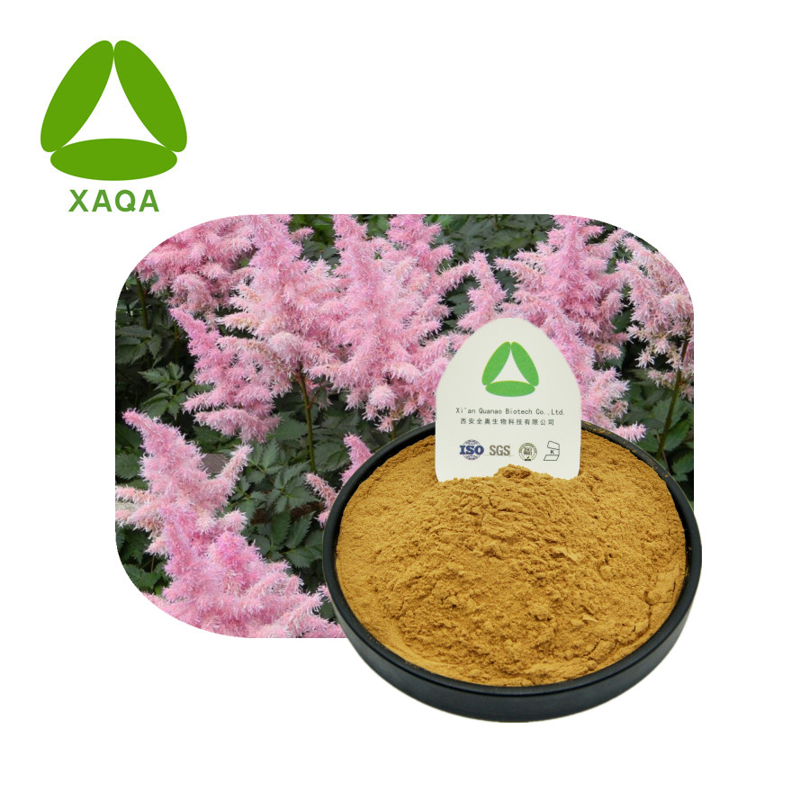 Astilbe chinensis Extracto de hojas en polvo 10: 1