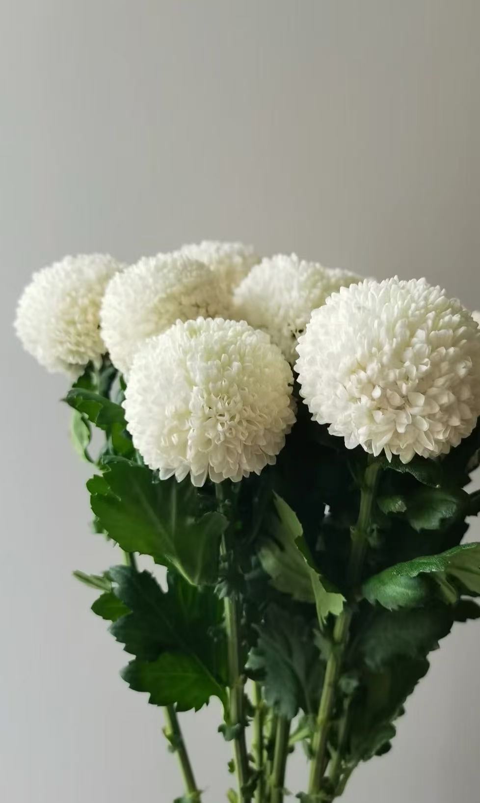 Standard white chrysanthemum Ping-pong