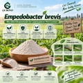 مسحوق المبيدات الحشرية الميكروبية Empedobacter brevis لإدارة الآفات الزراعية
