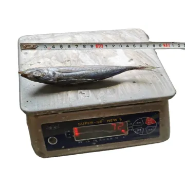Frozen Horse mackerel fish Round Scad WR for sale