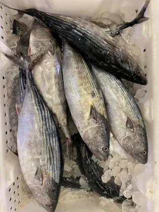 New Landing Frozen Orient Bonito Tuna Striped Bonito