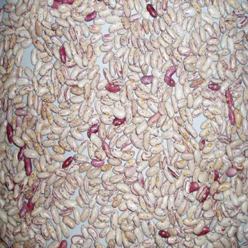 Light Speckled Kidney Beans