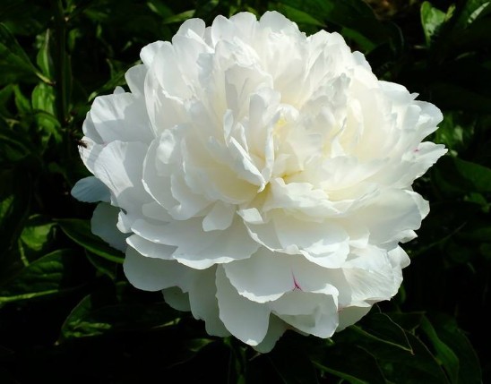 buy Paeonia lactiflora extract