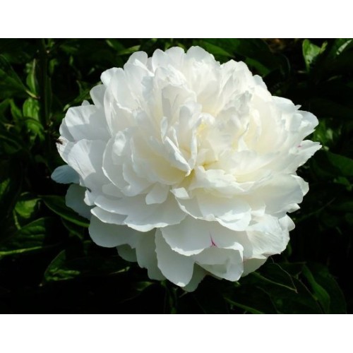 Paeonia Lactiflora Extract Powder for Natural Health