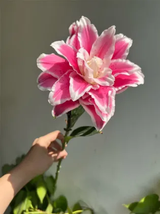 Mars love Double Petal lily