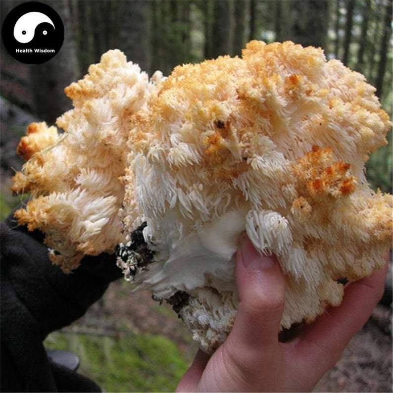 Hericium Erinaceus, Lion's Mane Mushroom, Yamabushitake