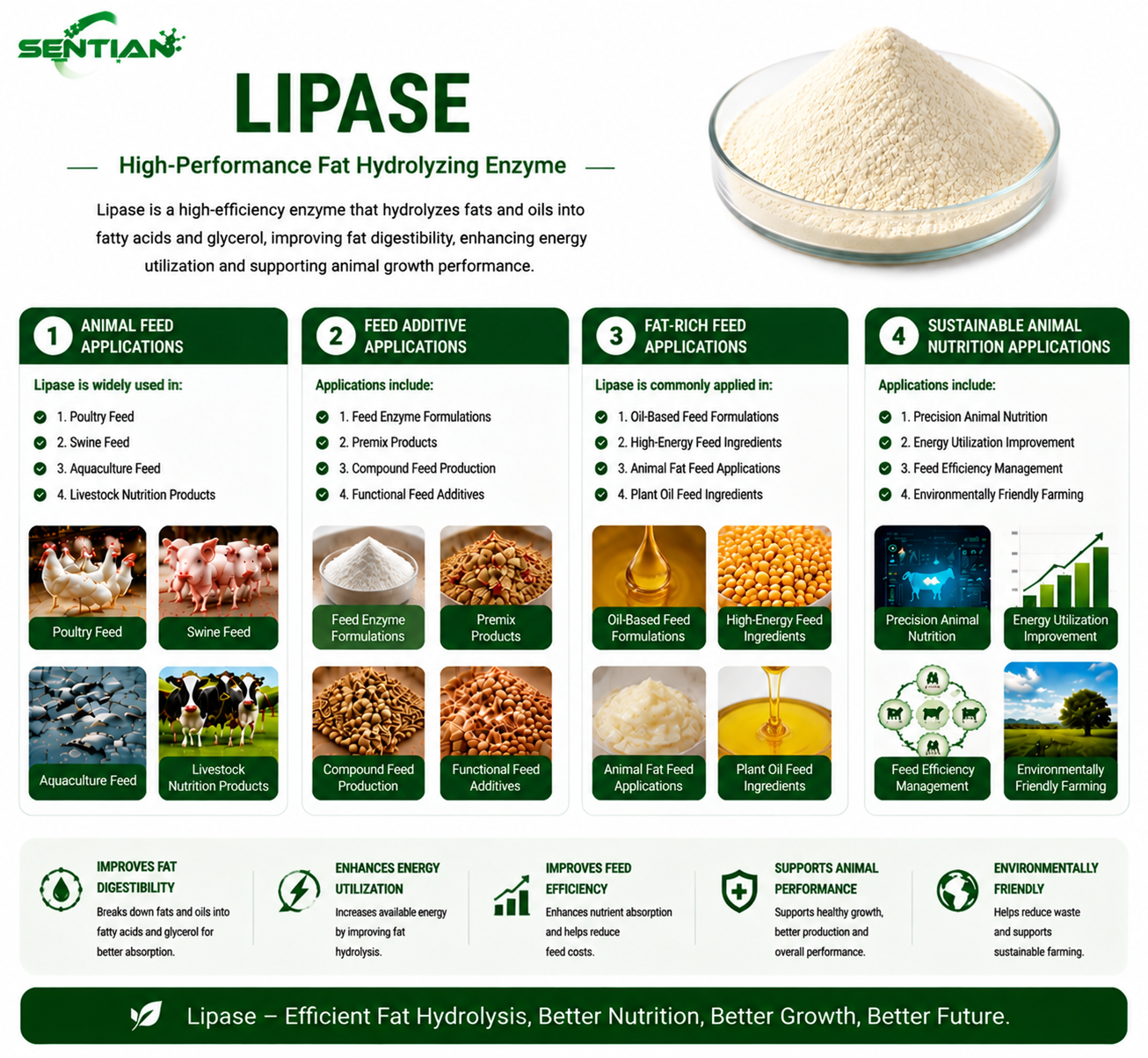 Lipase2