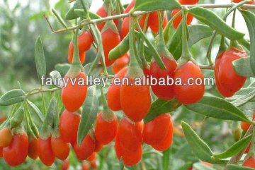 Organic Ningxia Fresh Dried Goji Berries Berry For Healthcare Sale In Bulk