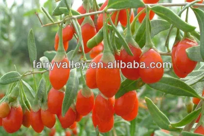 Hybrid Ningxia/Himalayan Best Quality Goji Berry Seeds For Sale For 10 years
