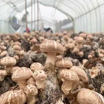 Tunnel Mushroom Agricultural Greenhouses