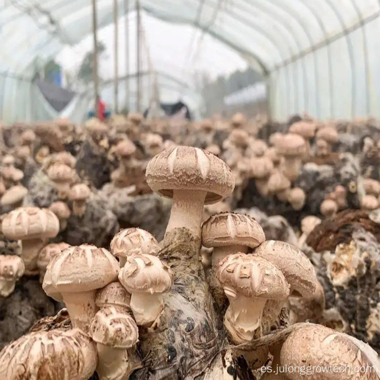 Invernaderos agrícolas de hongos de túnel