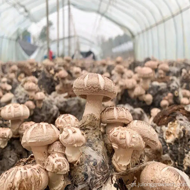 Estufas agrícolas de cogumelos de túnel