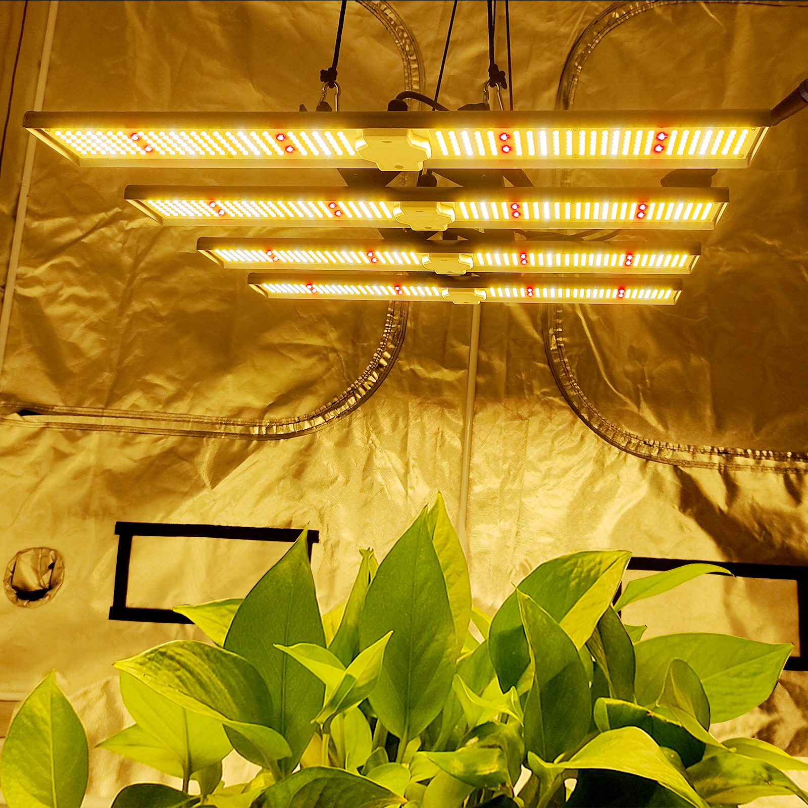 320W 240W LED Tumbuh Cahaya 320W 240W LED grow light