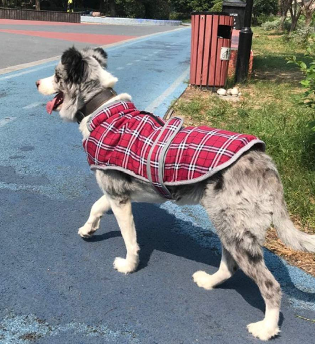 British Plaid Dog Coats for Medium Large Dogs