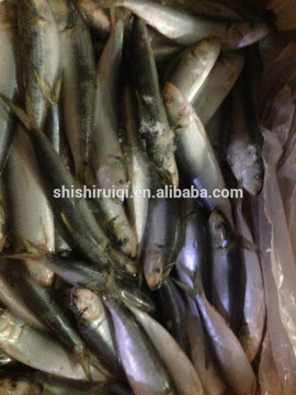 China made fresh sardine 120-140pcs /10kg for bait