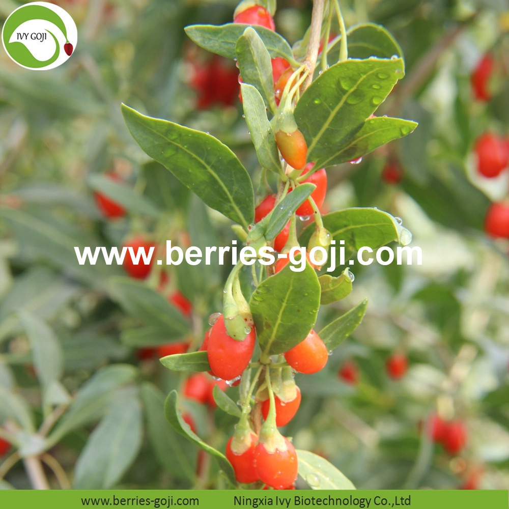 goji berry