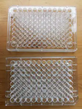 96 well plate with flat bottom