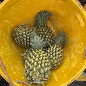 Premium Ripe Fresh Pineapple