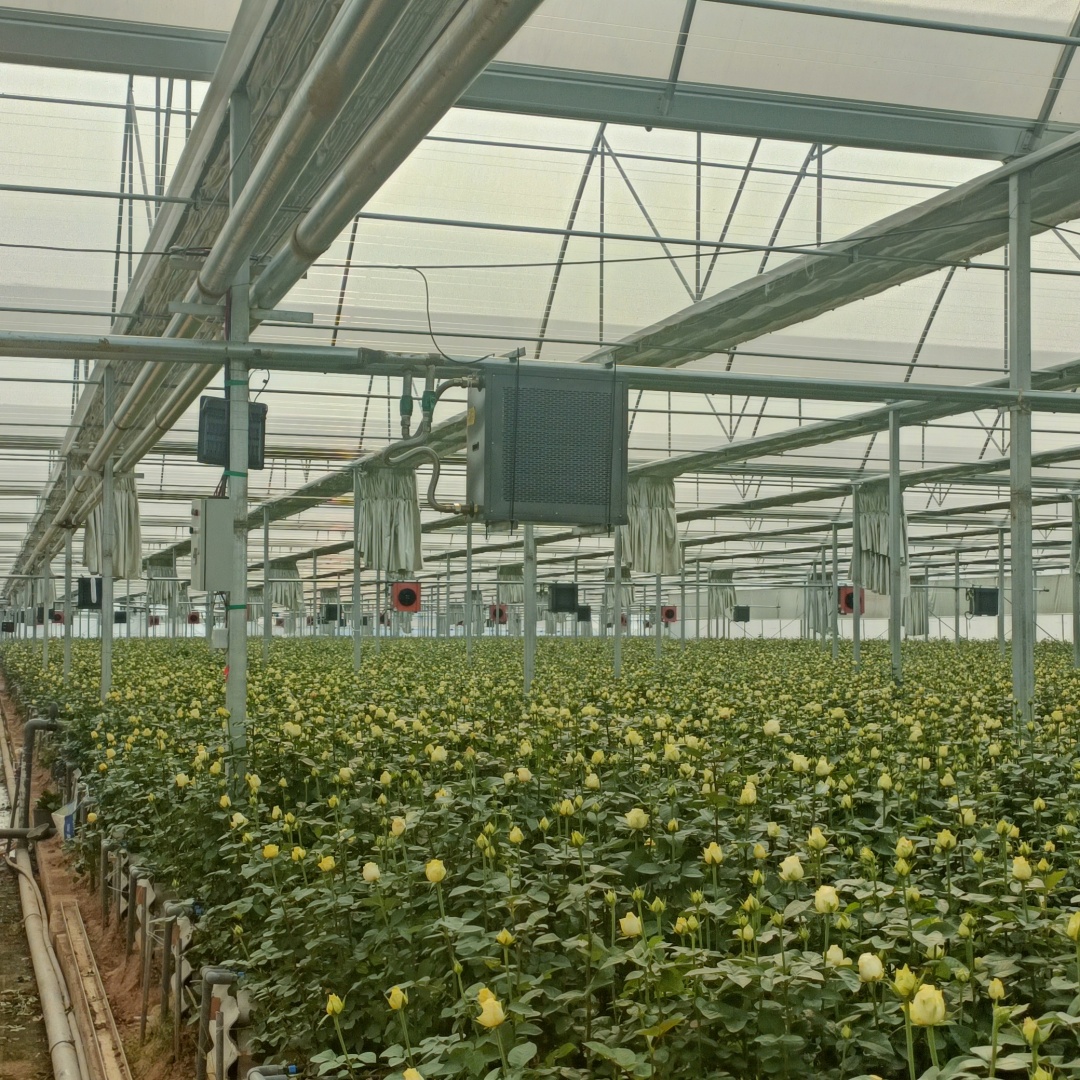 horticulture greenhouse film for rose flowers (4)