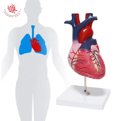 Life Size Heart Model: Educational Teaching Aid for Cardiac Science and Anatomy
