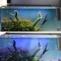Lampu akuarium lampu tangki ikan LED untuk tumbuh -tumbuhan